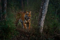 Tygr - Panthera tigris - Tiger o7940